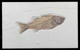 Beautiful, Mioplosus Fossil Fish - Wyoming #48591-2